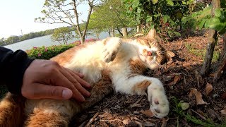 丘の上でお昼寝する猫のお腹をモフる