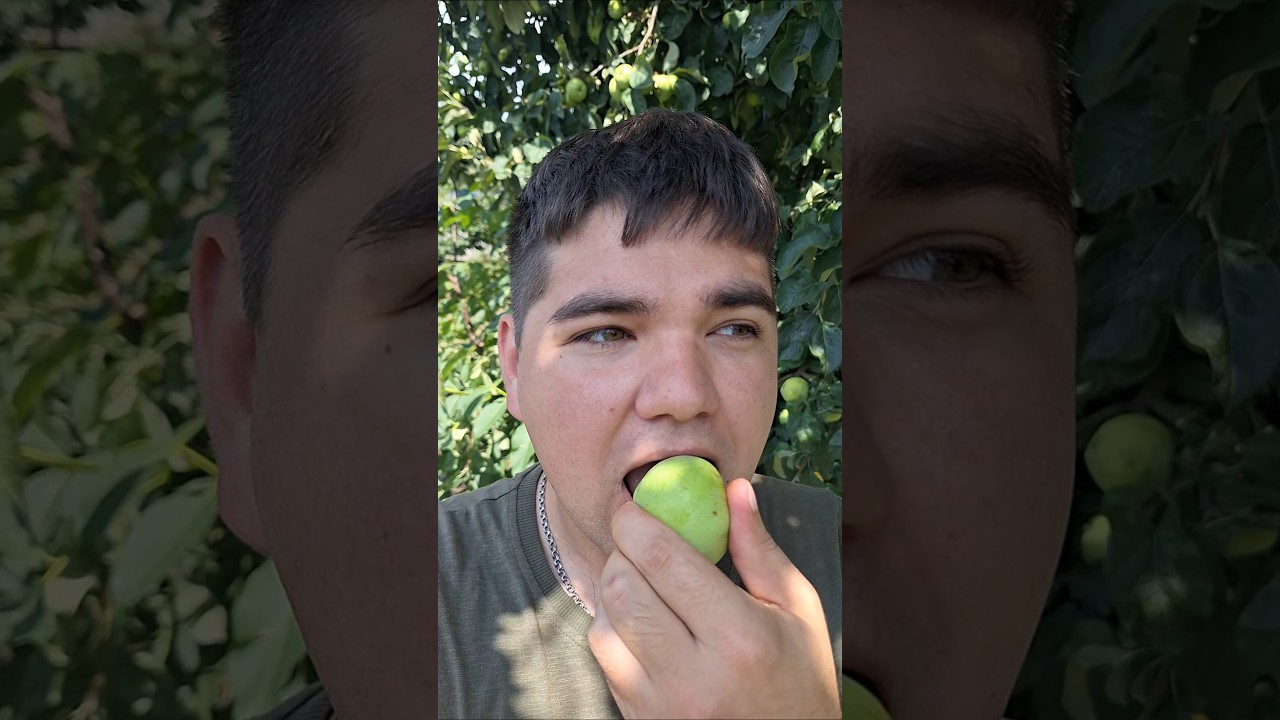 ПРИВЕТ ИЗ ХАРЬКОВА / УРОЖАЙ ЯБЛОК БЕЛЫЙ НАЛИВ