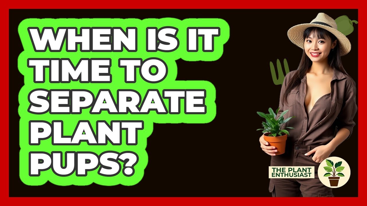 When Is It Time to Separate Plant Pups?