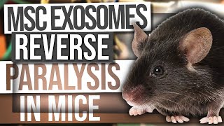 VIDEO - New Study Reveals that MSC Exosomes Reverse Paralysis In Mice!