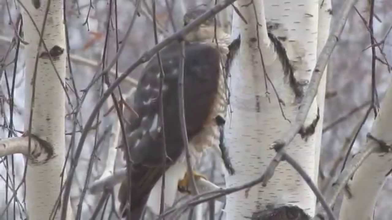 коноплянка птица сидит в клетке, а ястреб за окном наблюдает - YouTube