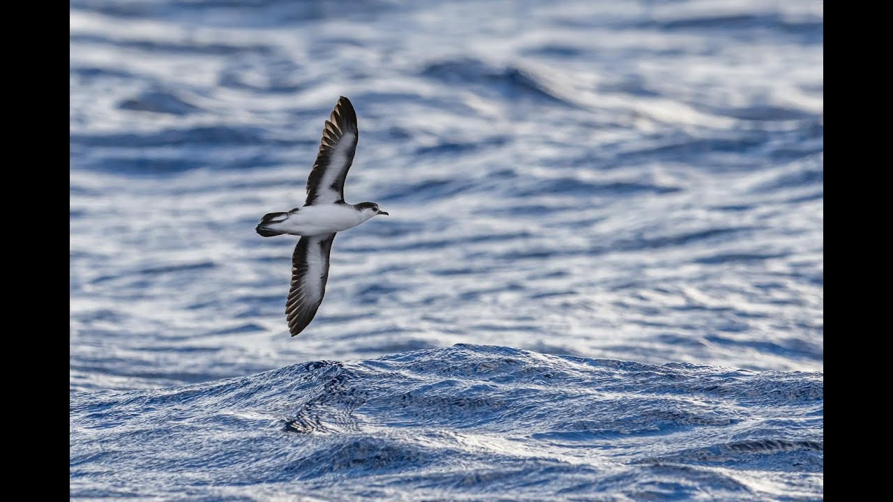 Barolo Shearwaters, 5th May 2018, Porto Santo, Madeira
