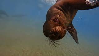 Swimming with Sea Lions  Galapagos Islands