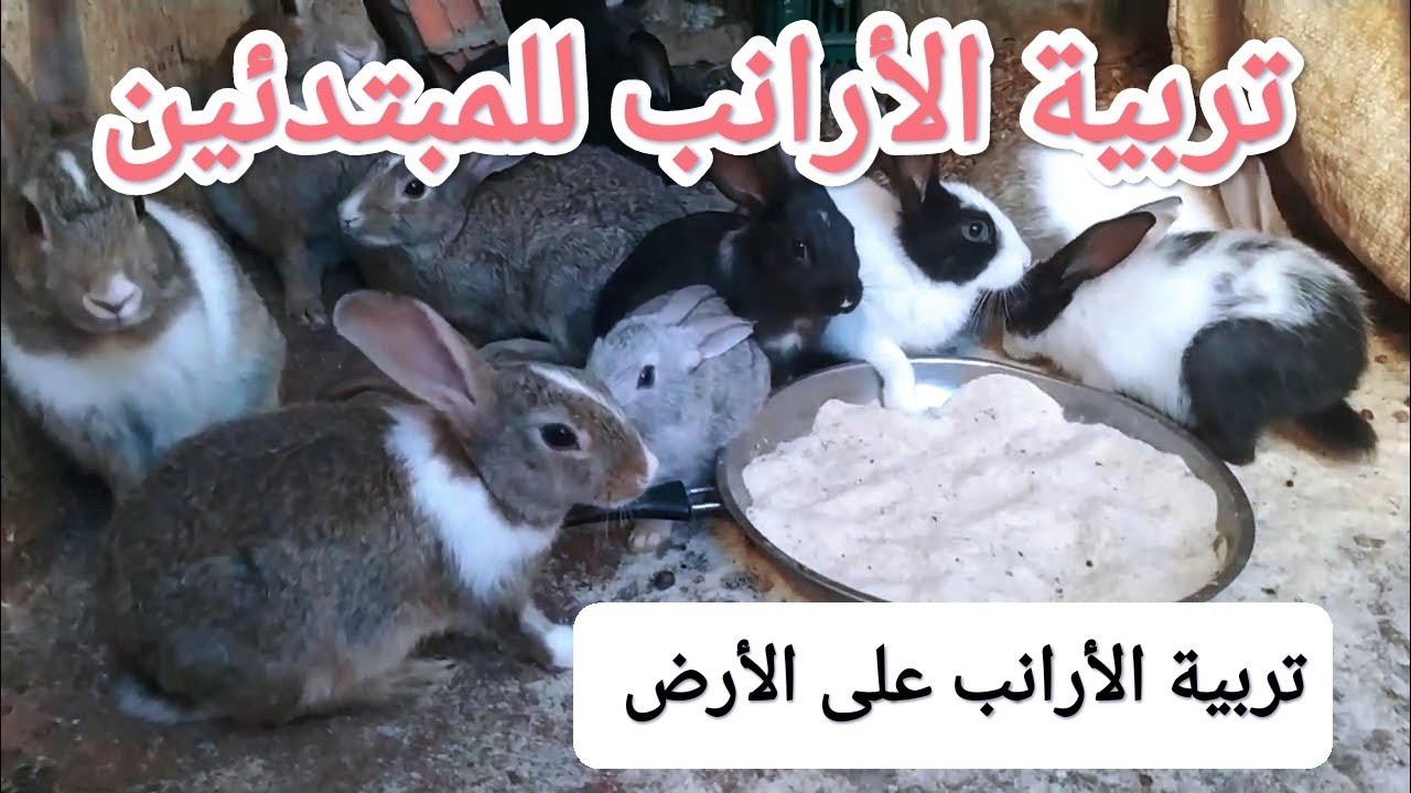 تربية الأرانب البلدية على الأرض#تربية_الأرانب #الأرانب #تربية الأرانب