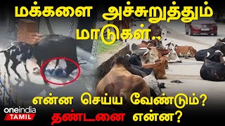 மாடுகளால் தொடரும்  விபத்துகள்| Animal cruelty act| IPC section 289 | Oneindia Tamil screenshot 5
