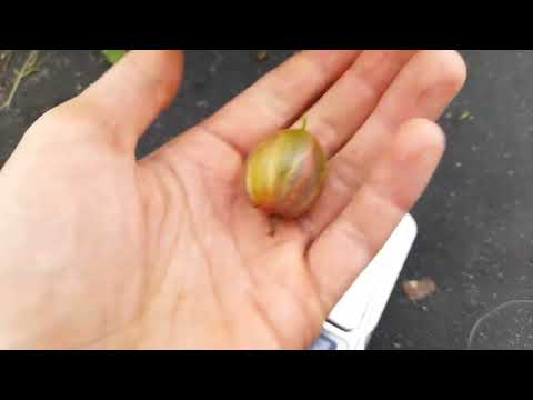 Крыжовник Галатея. Обзор,