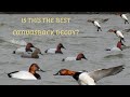 CANVASBACK DECOY REVIEW: Is Final Approach the new KING in diver decoys? Mp3 Song