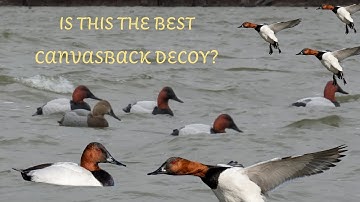 CANVASBACK DECOY REVIEW: Is Final Approach the new KING in diver decoys?