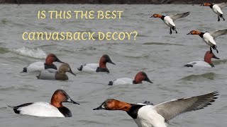 CANVASBACK DECOY REVIEW: Is Final Approach the new KING in diver decoys