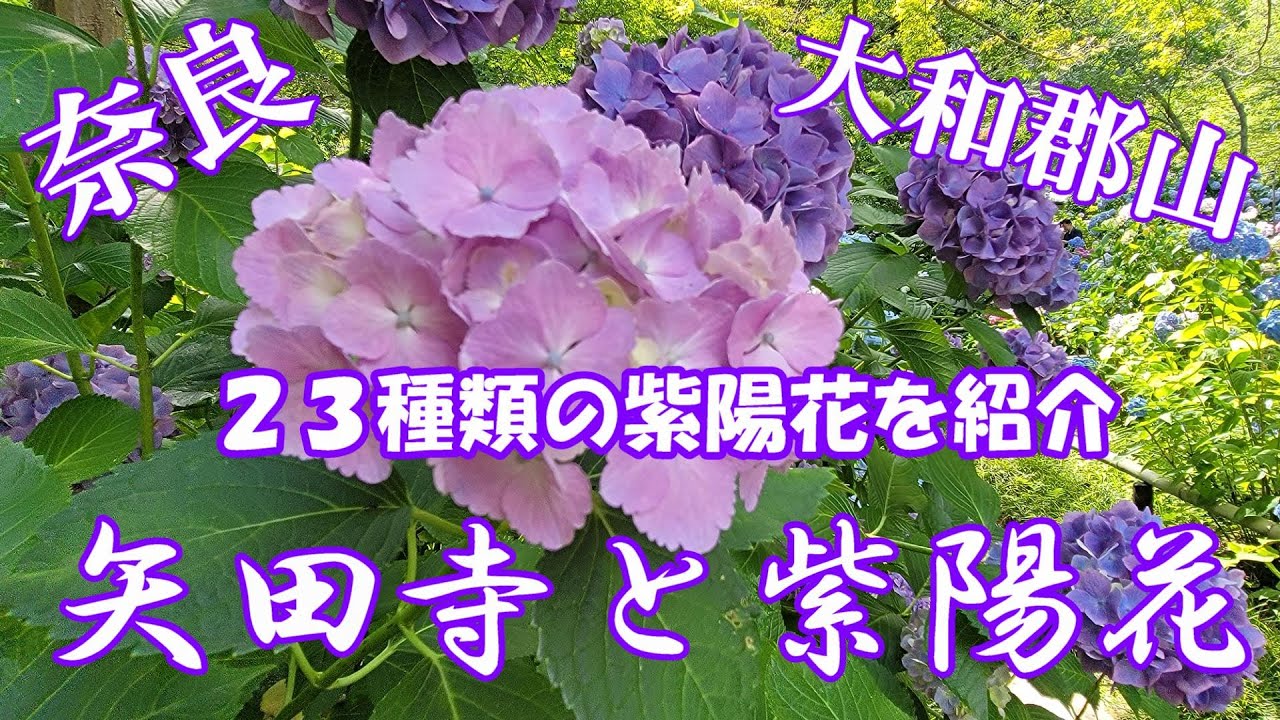 奈良矢田寺の紫陽花】23種類の紫陽花を紹介！ #矢田寺 #大和郡山