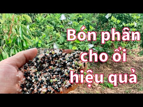 Video: Cho Cây Ăn Ổi - Bón Phân Như Thế Nào Và Khi Nào Cho Cây Ổi