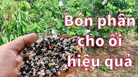 #26 Chia sẽ cách bón phân cho cây Ổi Hiệu Quả và tiết kiệm chi phí | Thanh Bình Farm