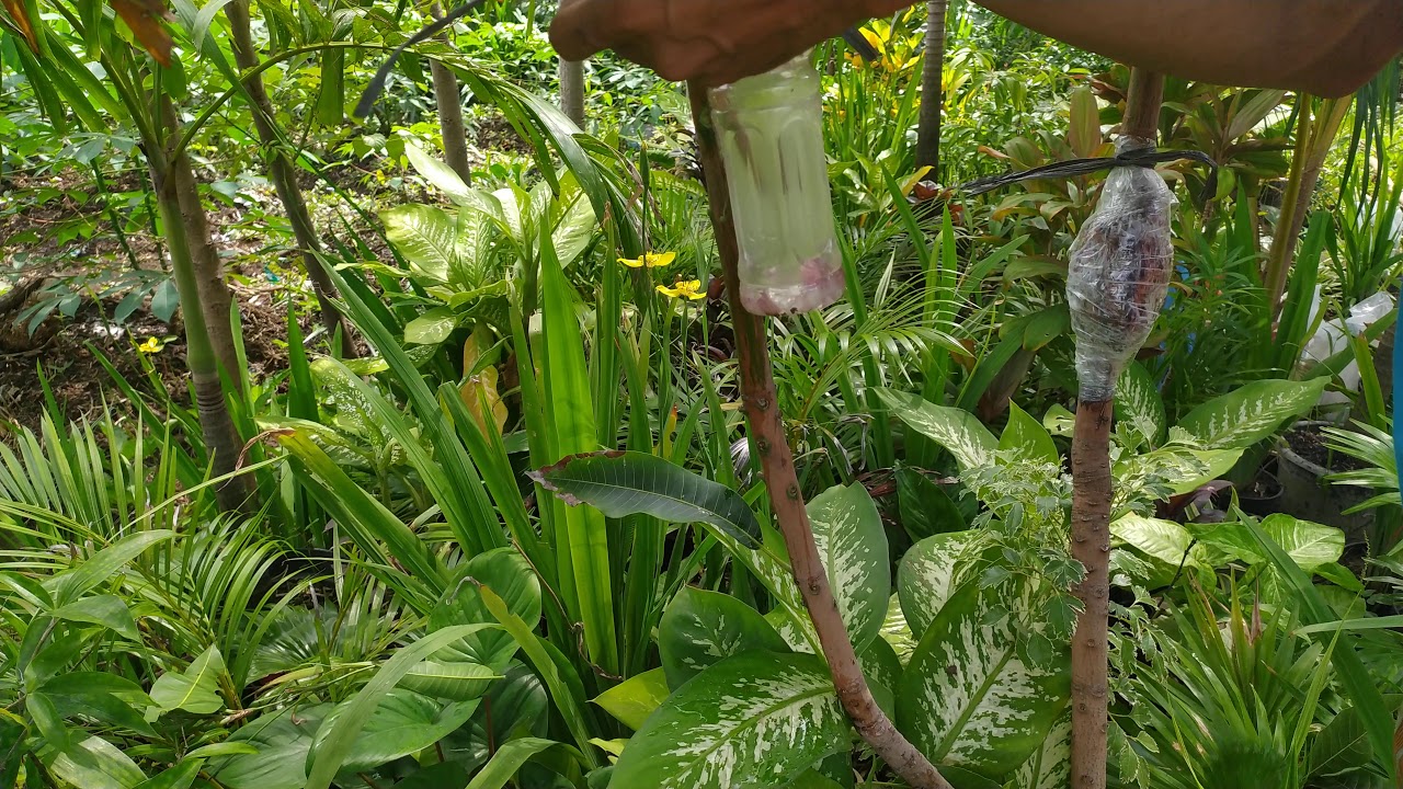 Cangkok pohon mangga  madu dengan media air  dalam botol  