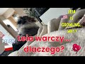 Why is she growling? 🐶 Learn this Polish Phrase