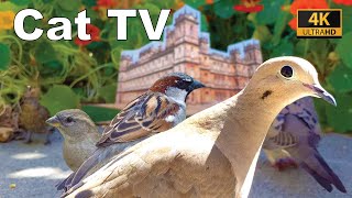 Videos For Cats To Watch - Cat TV Parody - Downton Birdie