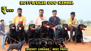 Puppies for Sale | Rottweiler நாய்க்குட்டி | Dog kennel | High Quality Imported Lineage  Best Price