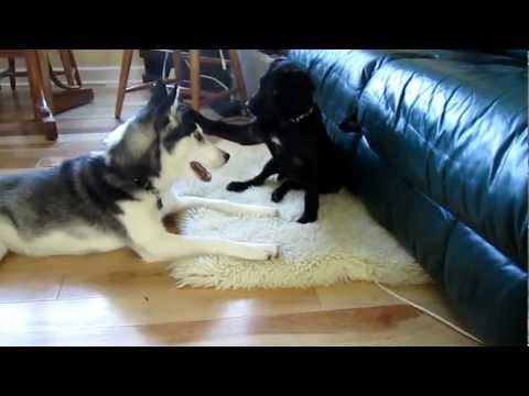 Voiceless-MI Rescue Star's puppy, Stella (previously called Snow) at 12 weeks