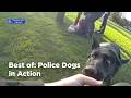 Met Police Dogs in Action: Suspects Found, Drugs Recovered, Weapons Seized