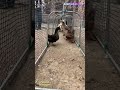 Turning Cages into a Duck &amp; Chicken Tunnel! Creative Farm Walkway Idea