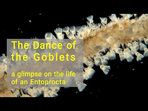 The dance of the goblets. A glimpse on the life of an Entoprocta