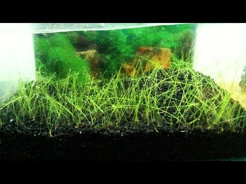 Aquarium Grass Seeds small Cow Hair Grass Aquarium Plant 