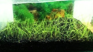 How to Plant Hair Grass Carpet Seed - YouTube