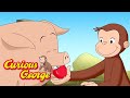 George, the Hog Trainer 🐵 Curious George 🐵 Kids Cartoon 🐵 Kids Movies
