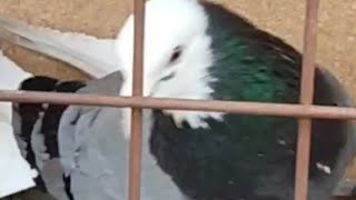 Gemi Gibi Maşallah Mavi Galaca