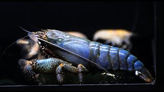 I started raising the coolest shrimp, the African Giant Rock