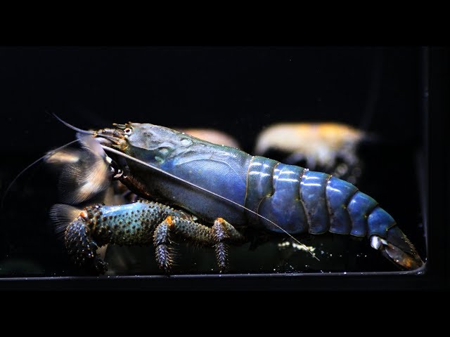 I started raising the coolest shrimp, the African Giant Rock I started raising the coolest shrimp, the African Giant Rock