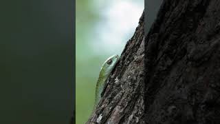 Wie dieser Vogel seine Küken mit einer tödlichen Strategie schützt #Tierverhalten #Natur