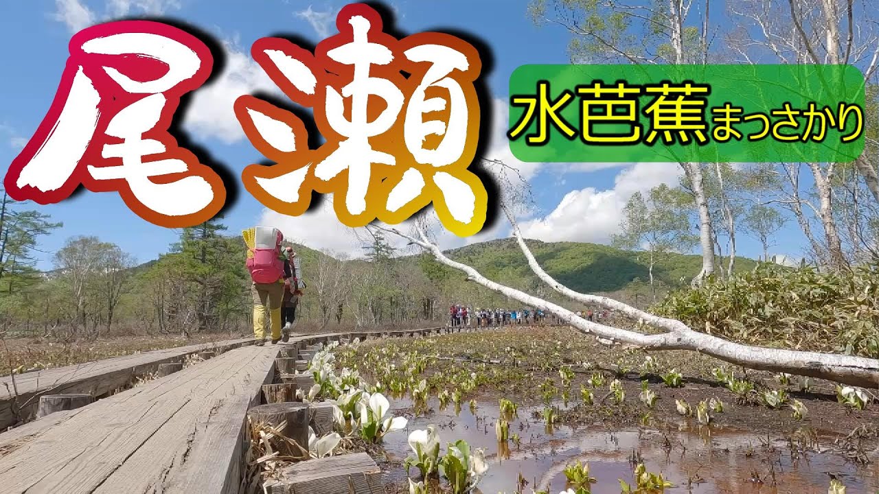 【尾瀬】水芭蕉の尾瀬ヶ原  尾瀬沼へ   見晴でテント泊　鳩待峠～見晴～大清水へ　テントですき焼きを食べました。