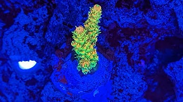 Finally having success with SPS.