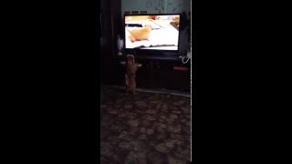 Любознательная Тесс )) собака смотрит телевизор Любознательная Тесс )) собака смотрит телевизор