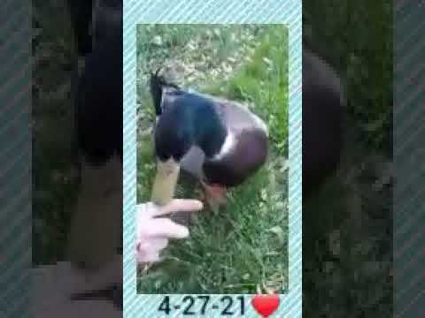 DUCK ATTACKS ME (with love❤)