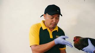 Continuation po ng ating FOWL CHOLERA discussion. Ano ano ang ating mga succesful mode of treatment.
