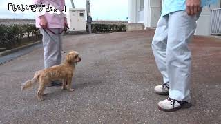 犬との正しいふれあい方 実践編 新潟県下越動物保護管理センター Youtube