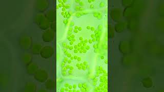 Photosynthesis Under The Microscope #shorts #photosynthesis #plants