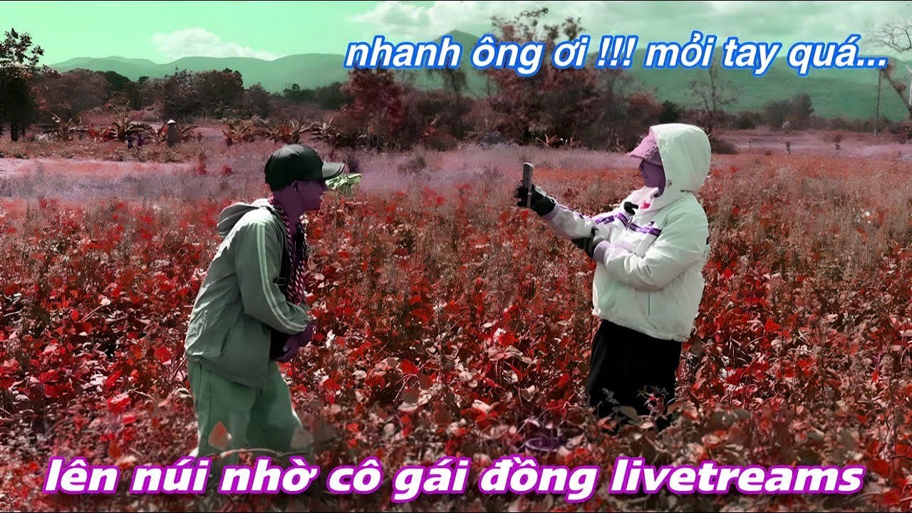 LÊN NÚI gặp cô gái đồng bào XINH ĐẸP đang hái đậu nhờ Livestream và CÁI KẾT../691