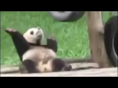 Панда танцует видео. Панда переворачивается с боку на бок. Может ли Панда переворачивать голову. Панда Перевернутая на спину с опущенной головой.