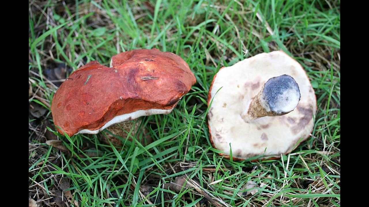 Leccinum aurantiacum