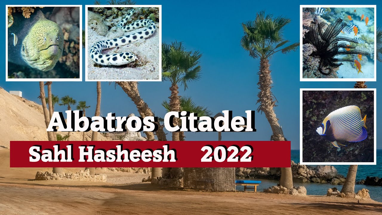 Sahl Hasheesh - freitauchen am Albatros Citadel Hausriff  - Teil 2