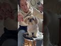 Dog Gets the Funniest Haircut Ever 🐕🤣 | Handheld Camera 4K #shorts