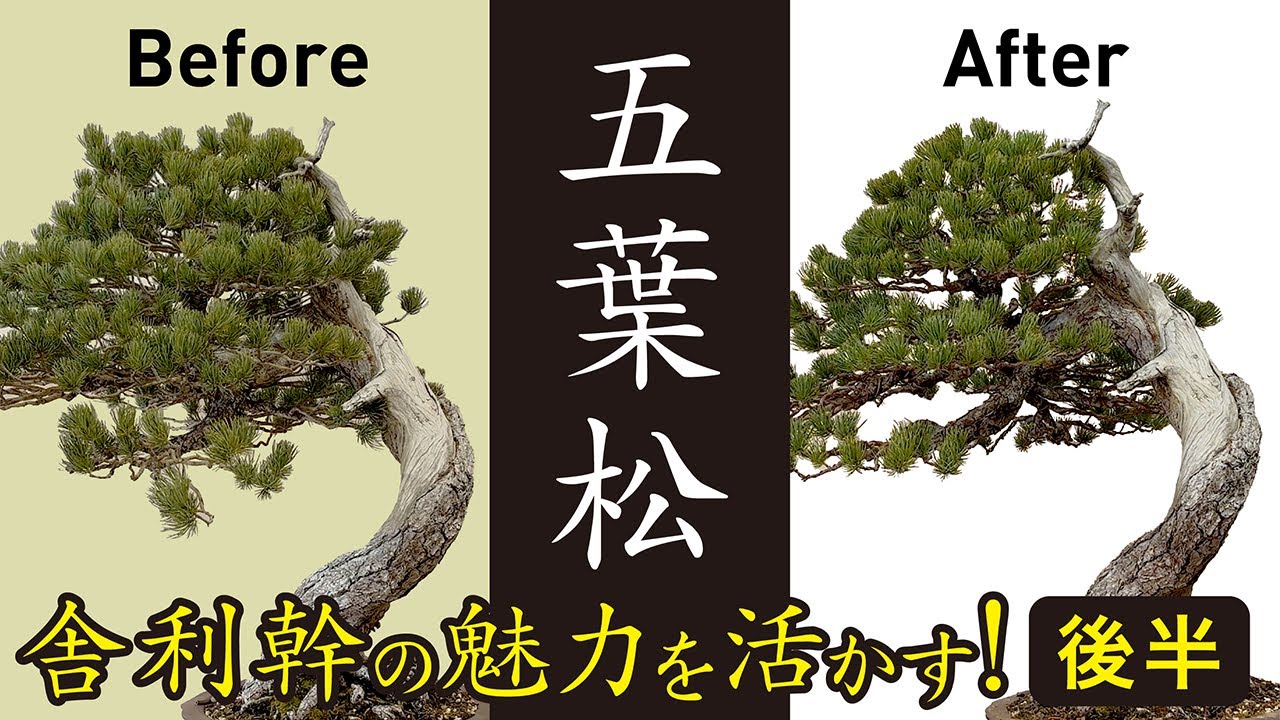 五葉松の舎利幹 後半 - YouTube