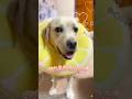 セルフ抜糸ば してしもたけん 先生も苦笑いだったとです😅ボクは早よ猛ダッシュば したかとです🐕💕✨