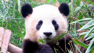 Giant Pandas No Longer Endangered!