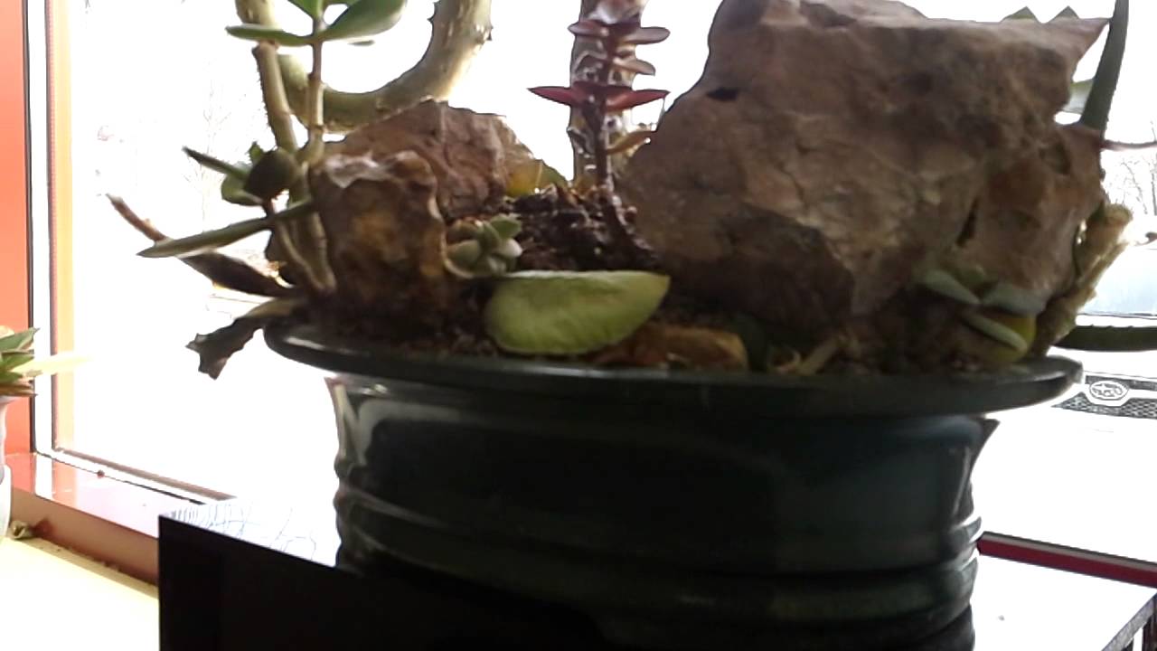 Succulent Bonsai Kalanchoe Beharensis Crassula YouTube
