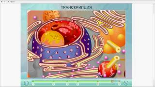 ЕГЭ Биология 2017. Разбор заданий 27 (С 6).Биосинтез белка. ЕГЭ Биология 2017. Разбор заданий 27 (С 6).Биосинтез белка.