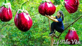 How to harvest Red Eggplant & Go to the market sell - Harvesting and Cooking | Daily Life