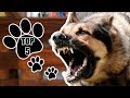 TOP 5 - As melhores raças de cães para guarda #treinamentodeguardaeprotecao